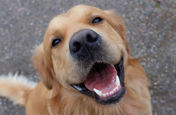 dog after dental